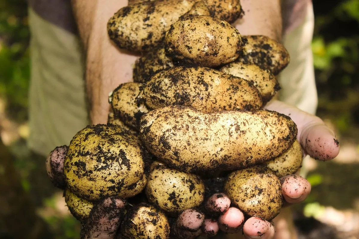 How to Test Soil Quality on a Potential Building Plot